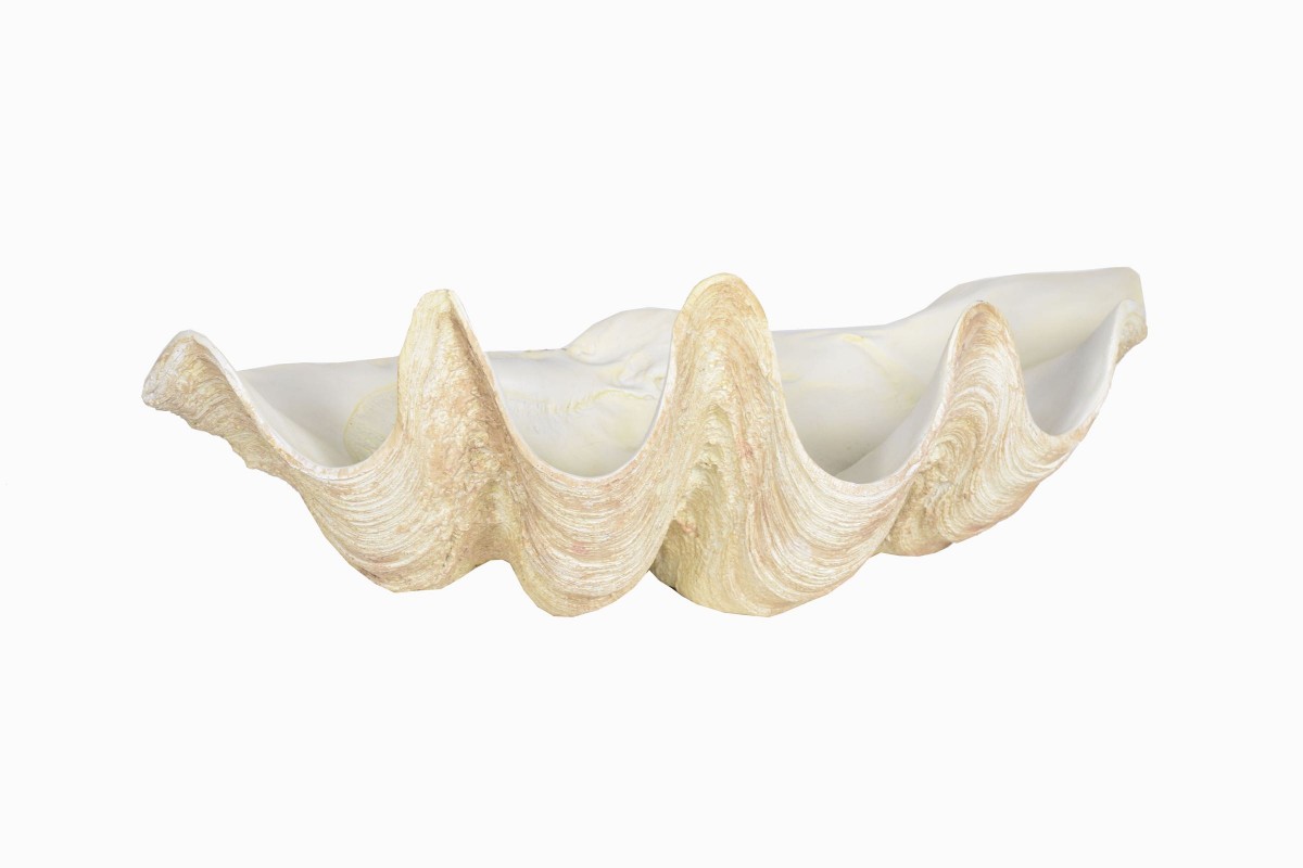 Giant clam shell