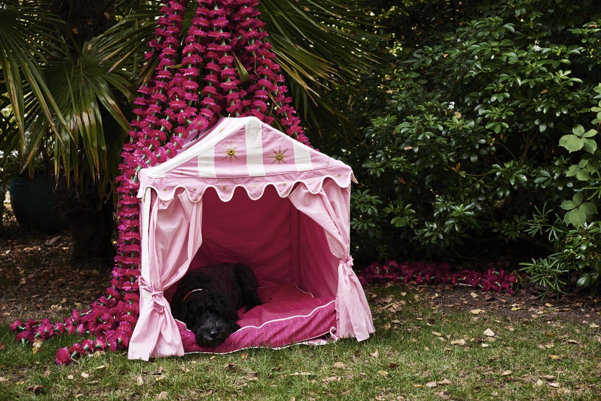 Lolly the dog looking extremely relaxed in her pink and cream Dog Tent