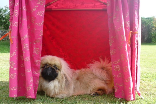 Pekinese in bespoke Dog Tent