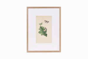 Butterfly print B202-PG