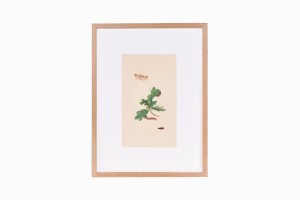 Butterfly print B179-PG