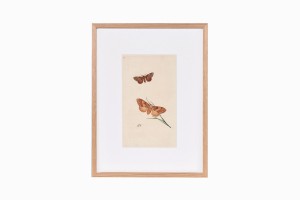 Butterfly print B178-PG
