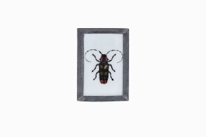 Indian glass painting of a beetle(small)