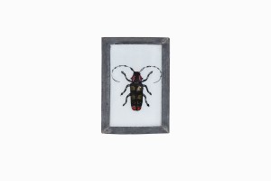 Indian glass painting of a beetle(small)