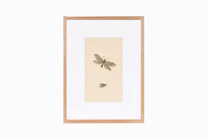 Butterfly print B188-PG