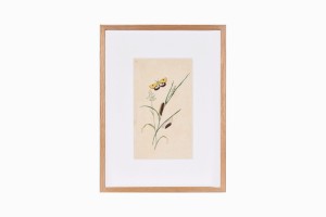 Butterfly print B214-PG