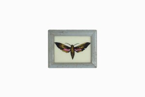 Indian glass painting of a moth (very small)