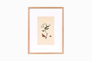 Butterfly print B210-PG