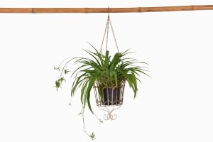 Victorian metal wire hanging basket with plant