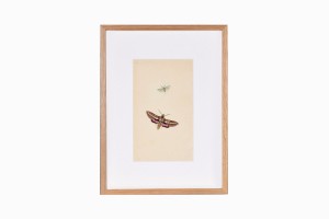 Butterfly print B204