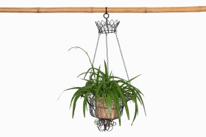 Metal wire hanging basket with plant