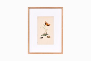 Butterfly print B208-PG