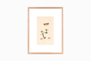 Butterfly print B165-PG