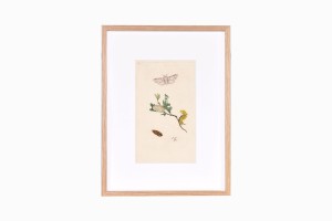 Butterfly print B160-PG